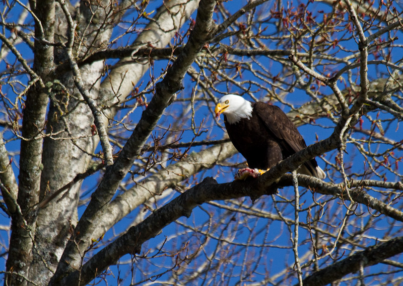 Bald Eagle Eating Fish